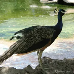 طاووس. باغ پرندگان کیش