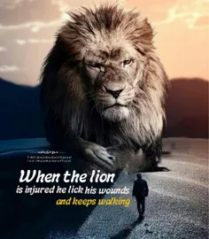 When the lion is injured he lick his wounds and keeps wal