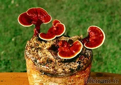 قارچ گانودرما خواص معجزه آسایی برای روی بدن دارد این قارچ