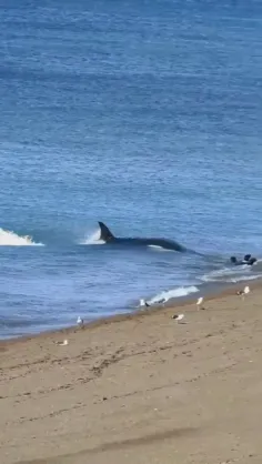 نهنگ قاتل که به نام اُرکا (Orcinus orca) نیز شناخته می‌شو