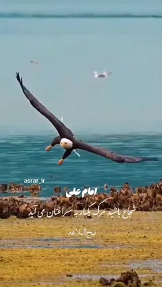 حضرت امیرالمومنین علی علیه السلام میفرمایند: 