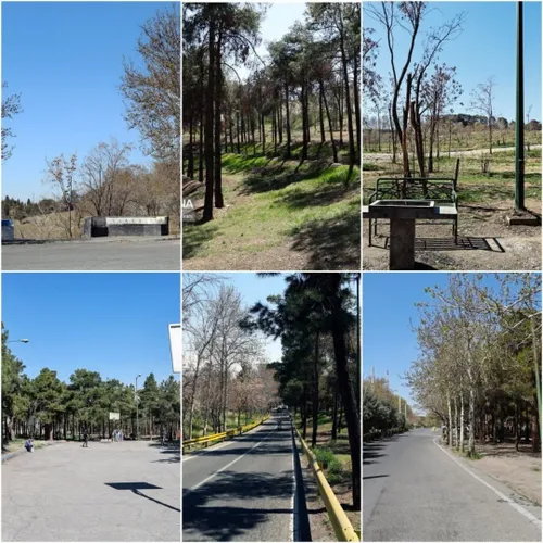 پارک چیتگر تهران هر سال این موقع تو این پارک جای سوزن اند