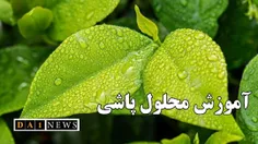 آموزش و روش محلول پاشی(تغذیه برگی) به گیاهان گلخانه ای