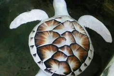 زیباترین لاکشپتهای جهان لاکپشت آلبینو