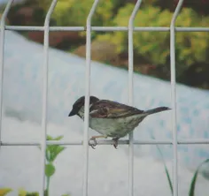 دل بازهم بهانه ی رفتن گرفت و باز