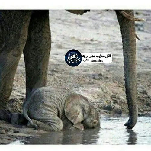 بچه فیل ها به این شکل آب می نوشند. زیرا تا ۹ ماهگی بلد نی
