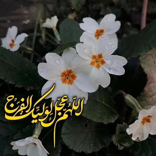  reyhaneh14 50181109 - عکس ویسگون