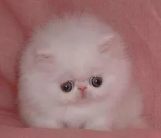 گربه به این ملوسی دیده بودین