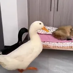 دوستی گربه و اردک