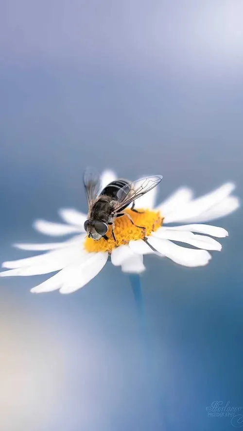 جـمیـݪ رائـع روعــہ ابــداع خاص قشنگ هنری بینظیر جذاب شیک