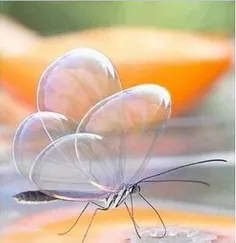 پروانه ی شفاف