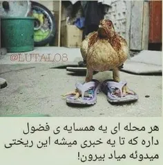 محله شما هم داره؟؟؟؟؟؟