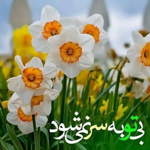 زینت محفل و مجلس آمد نرگس حضرت نرجس آمد