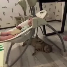 حرکت بی نظیره گربه در خواباندن بچه 