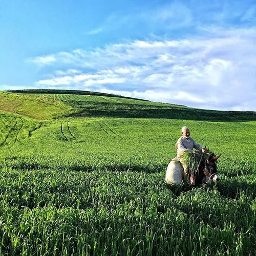 FollowFriday repost from @arefshah: man on a farm, Saleha