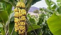 🍌 افزایش ۱۰۰۰ هکتار به سطح موزستان‌های سیستان و بلوچستان