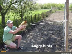 پرنده ی خشمگین واقعی!!!