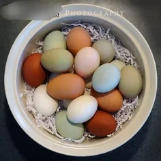 مرغ آمراکانا را به این دلیل  تخم گذار عید پاک