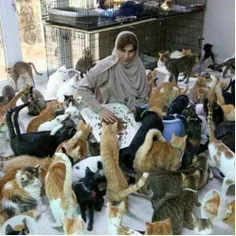 زنی که 500 سگ و گربه دارد !😳 در مسقط پایتخت عمان زنی علیر
