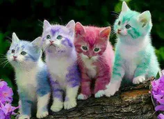گربه هاى رنگارنگ