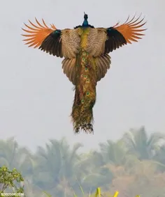 طاووس در اوج پروازش