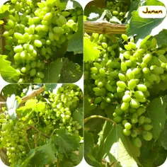 ساده ام ...!! 🍇