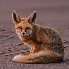 روباه شنی کوچک‌ترین روباه ایران
