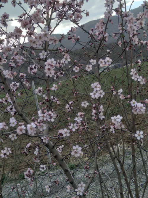 پستای قبلم ببین خوشت اومد فالو کن