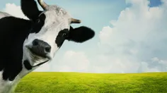 مهمترین عامل گرمایش کره زمین گاوها هستند!