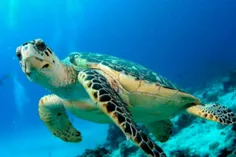 #لاکپشت ها میتوانند از طریق باسن نفس بکشند و از دهان ادرا