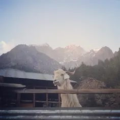 A goat keeping an eye on the road in a small village in S