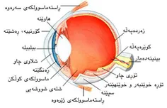 اینقدر بی‌پروایی هم خوب نیست = ئەوەندەش موکوری باش نیە
