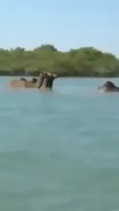 شتر خارای Kharai camel نژادی نادر و منحصر به فرد از شترها