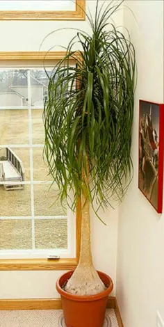 ‌ ‍ ۹- #لیندا – Ponytail Palm Beaucarnea recurvata