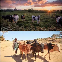 اتیوپی 54و سودان 42میلیون گاو دارد،ولی از کشورهای فقیر دن