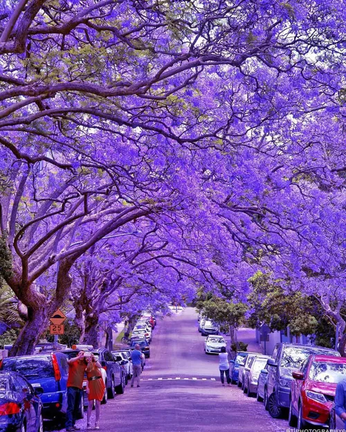 ⭕ ️ شکوفه های بنفش، پارک میلسون در سیدنی، استرالیا