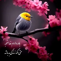 ‌‌ ⊱♥🍃🕊⊱ღ꧁💚꧂ღ