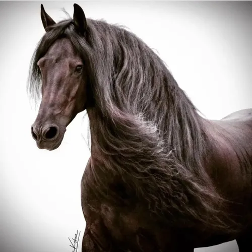 نژاد اسب بسته به خوی جانور به سه دسته مهم است :