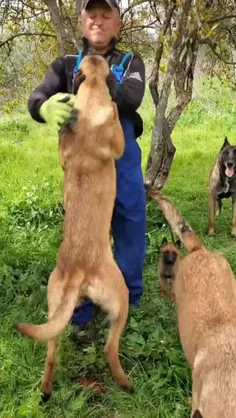 دفاع در مقابل حمله سگها 