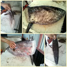 صید یک ماهی توسط صیادان جزیره شمالی که به گفته «یونس تباد