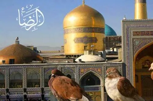 گوناگون mohammadsadeq 30843 - عکس ویسگون