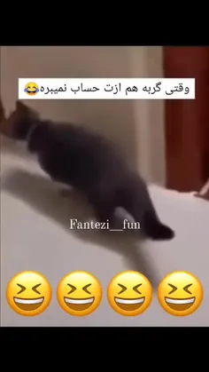 کارت به جایی برسه یه گربه مسخره ات کنه 😂😂