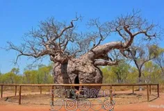 درختی عجیب در استرلیا که در قرن 19 میلادی از آن به عنوان 
