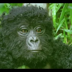 گوریل کوهستانی (Mountain gorilla) یکی از دو زیرگونه گوریل