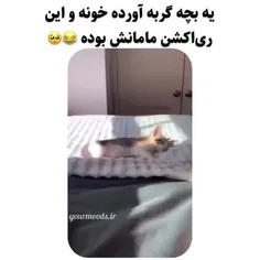 من برم بچه گربه بیارم خونه...