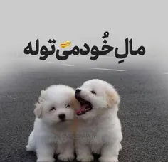 توله😂😍