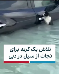 تلاش یک گربه برای رهایی ازبحران آب وهوا۱۴۰۳ فروردین