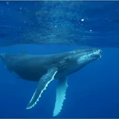 بزرگترین حیوان دنیا وال آبی است. یک وال آبی ۳۰ متر طول و 