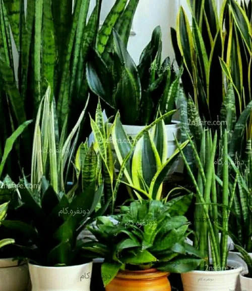 ‍ ۱۰- سانسوریا – Snake plant Sansevieria trifasciata