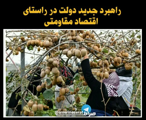 🚫 با اینکه ایران چهارمین تولید کننده کیوی جهان است ولی دو